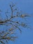 Bare branches of a tree and a blue sky