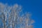 bare branches tree and blue sky. Leafless tree in autumn
