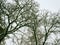 Bare branches of a tree in the snow at dawn in winter.