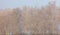 Bare branches of a tree in the snow at dawn in winter