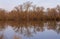 The bare branches of the trees reflected in the calm surface of the water on the shore