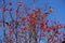 Bare branches of whitebeam with red berries against the sky