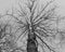 Bare branchy crone of tree in black and white color