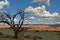 Bare bristlecone pine tree in utah desert