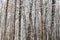 bare brown tree trunks in snowy forest in winter