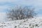 Bare bushes against the blue sky and green grass breaking through under  snow