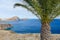 Bare coast of Madeira Island with single palm tree