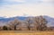 Bare Cottonwood Trees on the Colorado Prairie