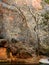 Bare cottonwood trees in late autumn in Zion Canyon