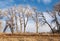 Bare Cottonwoods Leaning Towards Each Other