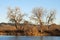 Bare Cottonwoods in Morning Sunlight