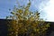 Bare crown of a tree in autumn. branches and remaining leaves are visible. cut of crown and skeletal branches. maples and plane tr