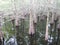 Bare cypress trees in swamp with pristine reflection