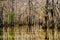 Bare cypress trees in the swamps of Louisiana