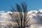 Bare and dark branches are seen against vivid clouds and deep blue skies