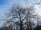 The Bare, Dark Branches of the Tree Stretch to The Azure Sky and Curly Clouds. Branches Form a Thick, Tangled Weave