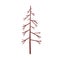Bare dead fir tree with naked branches and trunk. Forest conifer plant with twigs. Dry spruce. Old firtree. Botanical
