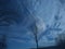 Bare dead leafless tree silhouettes on dark blue cloudy sky background.