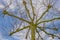 Bare deciduous tree below a blue cloudy sky in winter