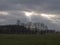 Bare deciduous tree green grass and forest with dramatic evening