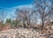 Bare Dry Trees over Stones