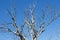 Bare eucalypt gum tree at Leschenault Estuary , Bunbury, Western Australia.