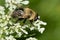 Bare-eyed Bee-mimic - Mallota bautias