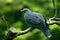 Bare-eyed Mountain-pigeon, Gymnophas albertisii, wood pigeon. forest bird in the nature habitat, green background, Papua New Guine