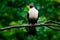 Bare-eyed Mountain-pigeon, Gymnophas albertisii, wood pigeon with green background, Papua New Guinea. Rare bird from Asia, green