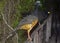 Bare-faced Curassow