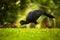 Bare-faced Curassow, Crax fasciolata, big black bird with yellow