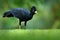 Bare-faced Curassow, Crax fasciolata, big black bird with yellow bill in the nature habitat, Costa Rica. Wildlife scene from tropi
