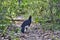 bare faced curassow, Crax fasciolata, a large bird with small crest from the family Cracidae.