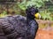 Bare faced curassow exotic tropical rare bird wildlife animal in nature.