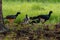 Bare-faced Curassow wild bird family