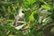 Bare-faced go-away bird