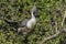 Bare-faced Go-away Bird Eating