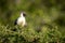 Bare-faced go-away-bird perches on thorny acacia branch