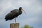 bare-faced ibis (Phimosus infuscatus) on a pole