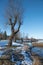 Bare faced pollard willow at lake shore tegernsee