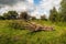 Bare fallen tree in an autumn landscape