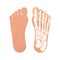Bare Feet with and without bones isolated vector illustration cartoon graphic