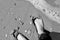 Bare feet on sandy shore - black and white