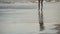 Bare feet of young woman jogs over wet sand in shallow waterline. Female slim legs runs along seashore. Girl steps near