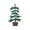 Bare fir tree growing in basket. Live real firtree in wicker pot. Evergreen coniferous plant, natural decoration for