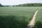 Bare footpath on very dried soil in farmed crop field large view with trees