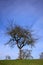 Bare, gnarled apple trees stand in a meadow against a blue sky with clouds in Bavaria in portrait format