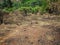 BARE GROUND WITH BURNT STUBBLE OF CLUMPS OF GRASS WITH NEW GREEN SHOOTS & GREEN TREES IN SOUTH AFRICAN LANDSCAPE