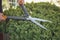 Bare hands of gardener are trimming the overgrown green shrub using hedge shears on his backyard. Worker landscaping