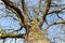 Bare leafless oak tree bottom view with blue sky in winter